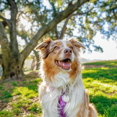 Food Sensitivities in Dogs & How a Unique Protein Can Help