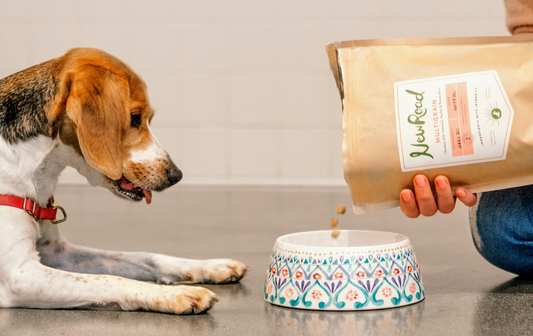 NewRoad Alternatives For Your Pup