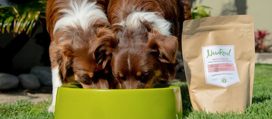 NewRoad Guide to Transitioning Dog Food