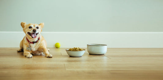The Healthiest Dog Food at Your Doorstep