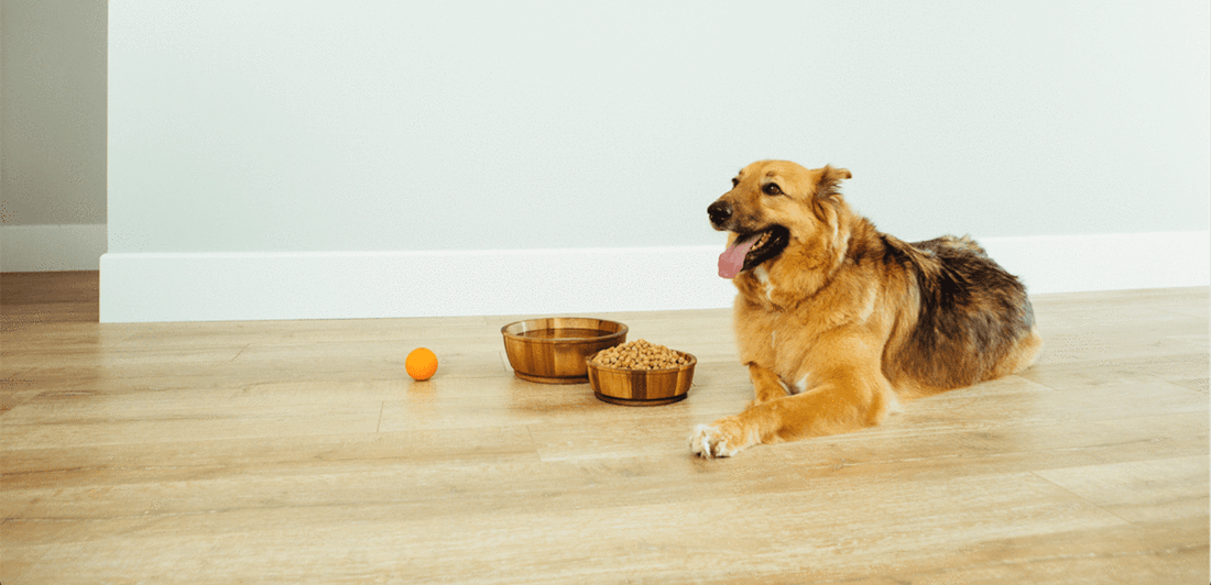 Why Your Dog Needs Fresh Baked Dry Food