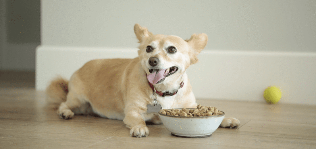 Ingredient Checklist for Healthy Pups